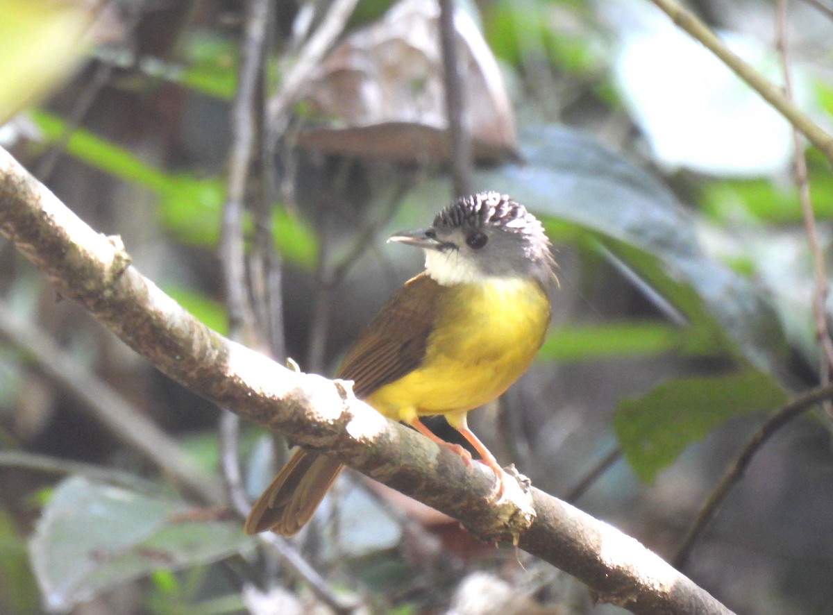 Yellow-bellied Bulbul - ML635745792