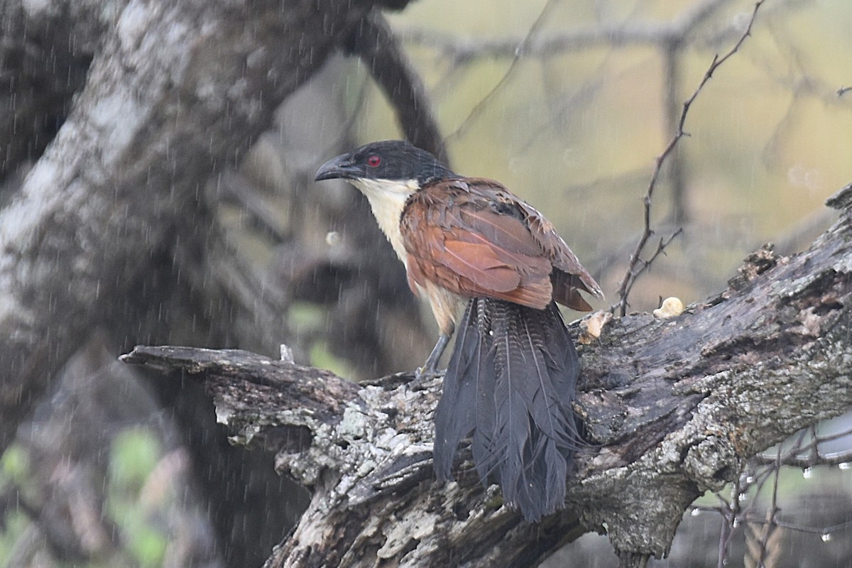 Burchell's Coucal - ML635745820