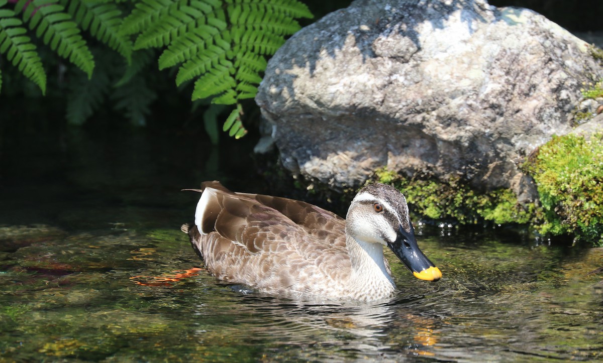 Eastern Spot-billed Duck - ML635745842