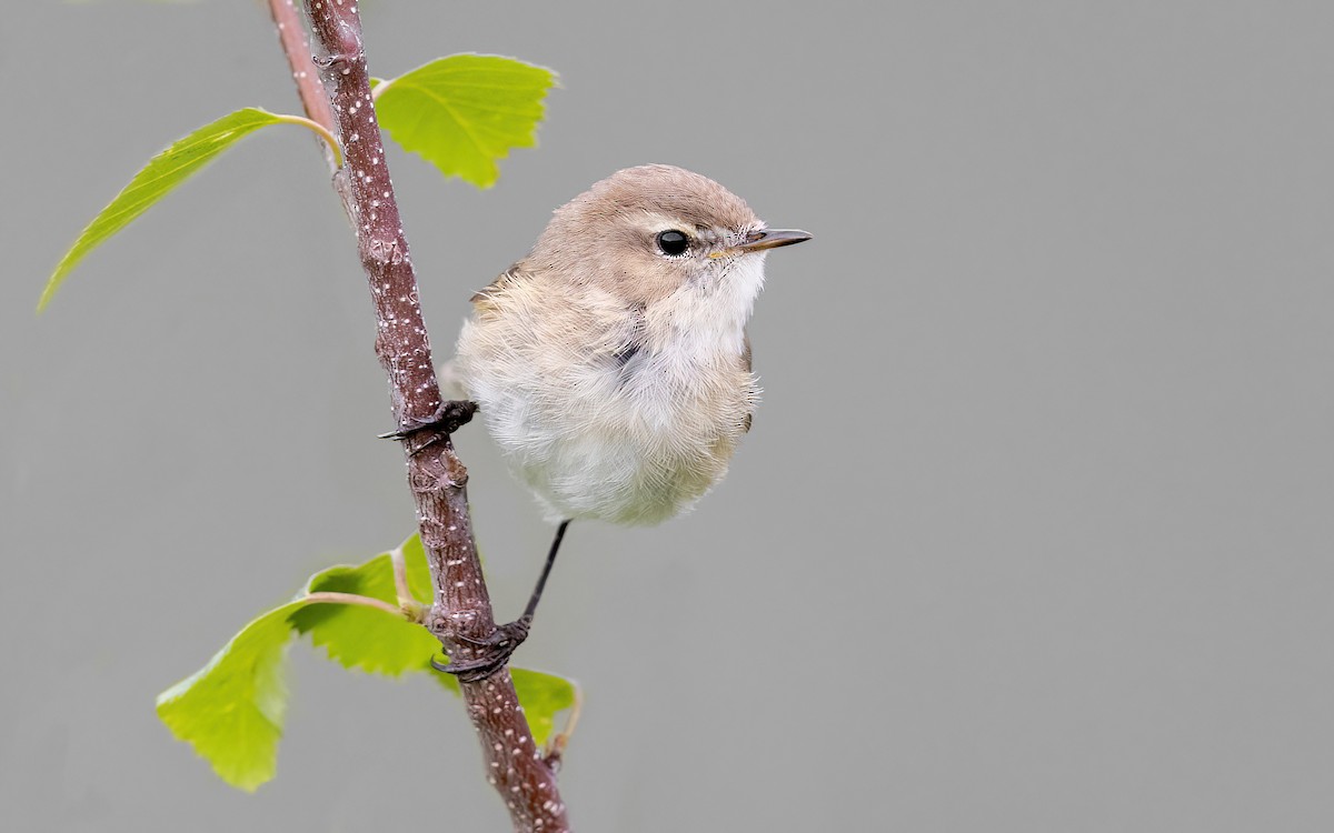 Mountain Chiffchaff (Caucasian) - Wojciech Janecki