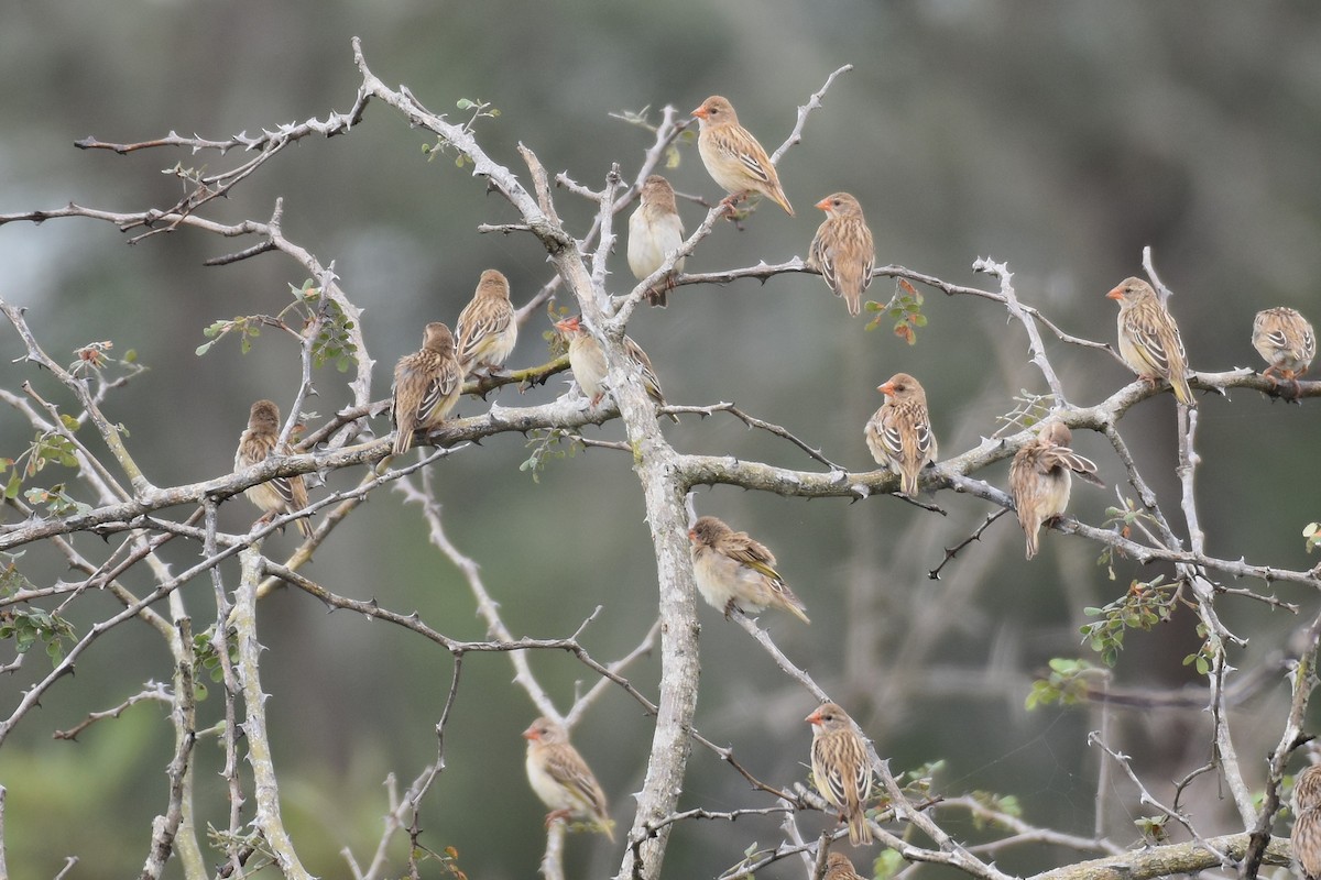 Red-billed Quelea - ML635745888