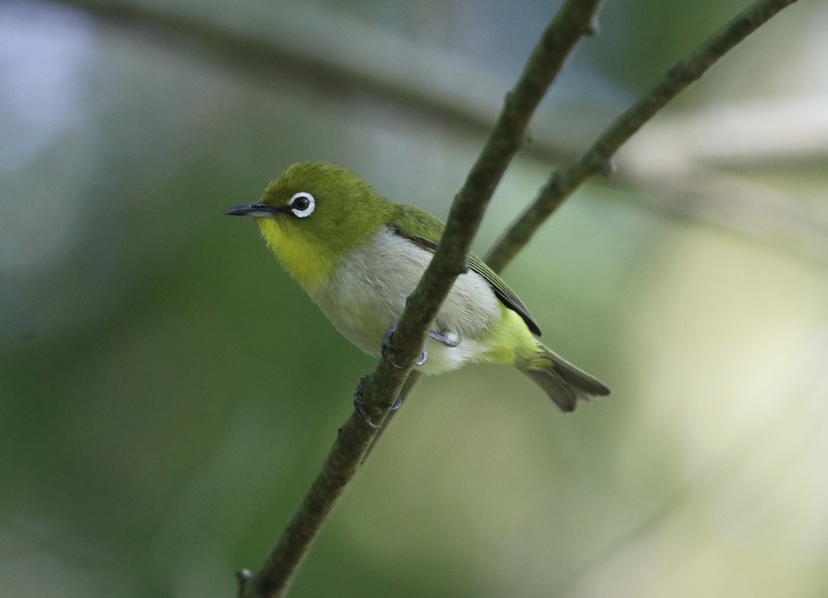 Warbling White-eye - ML635745920