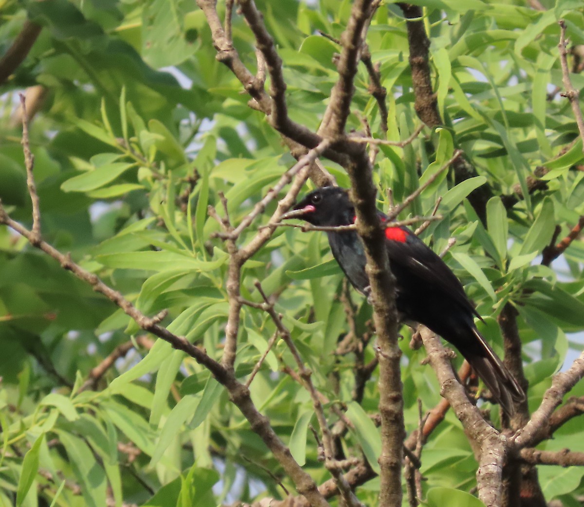Red-shouldered Cuckooshrike - ML635746002