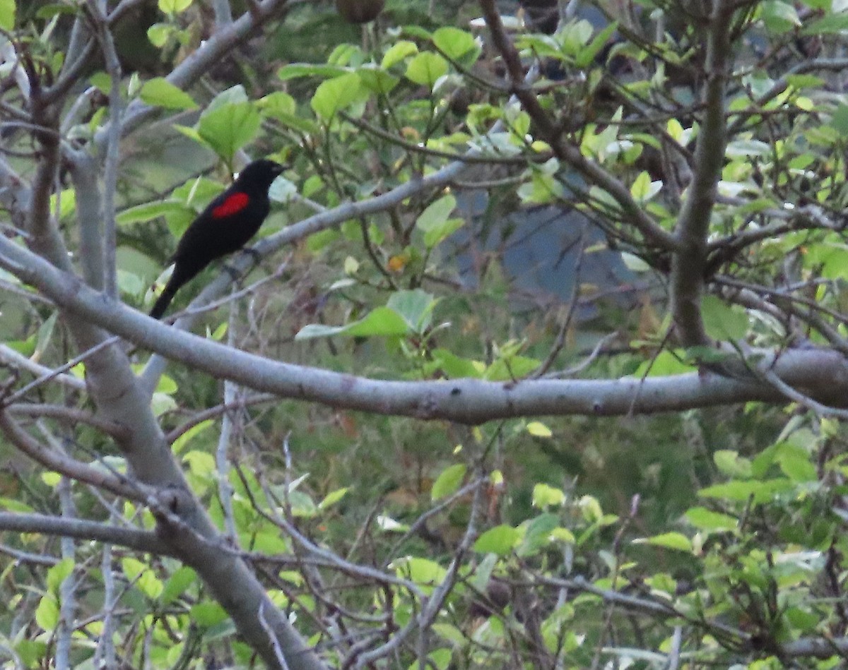 Red-shouldered Cuckooshrike - ML635746025
