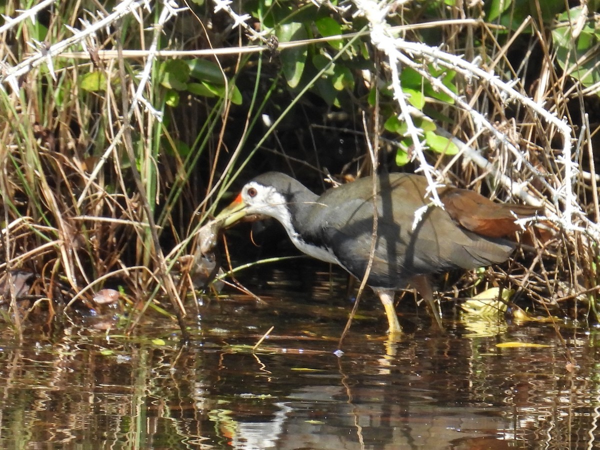 White-breasted Waterhen - ML635746120