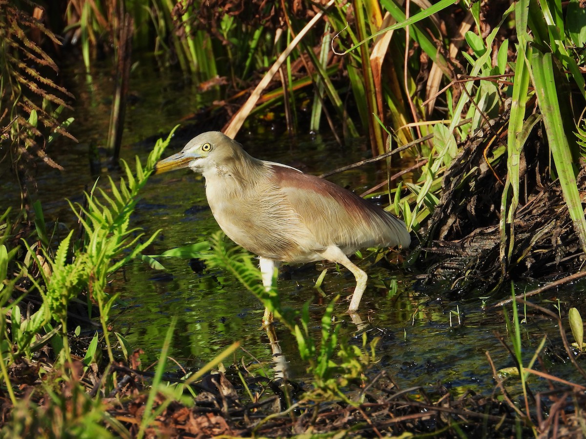 Indian Pond-Heron - ML635746224