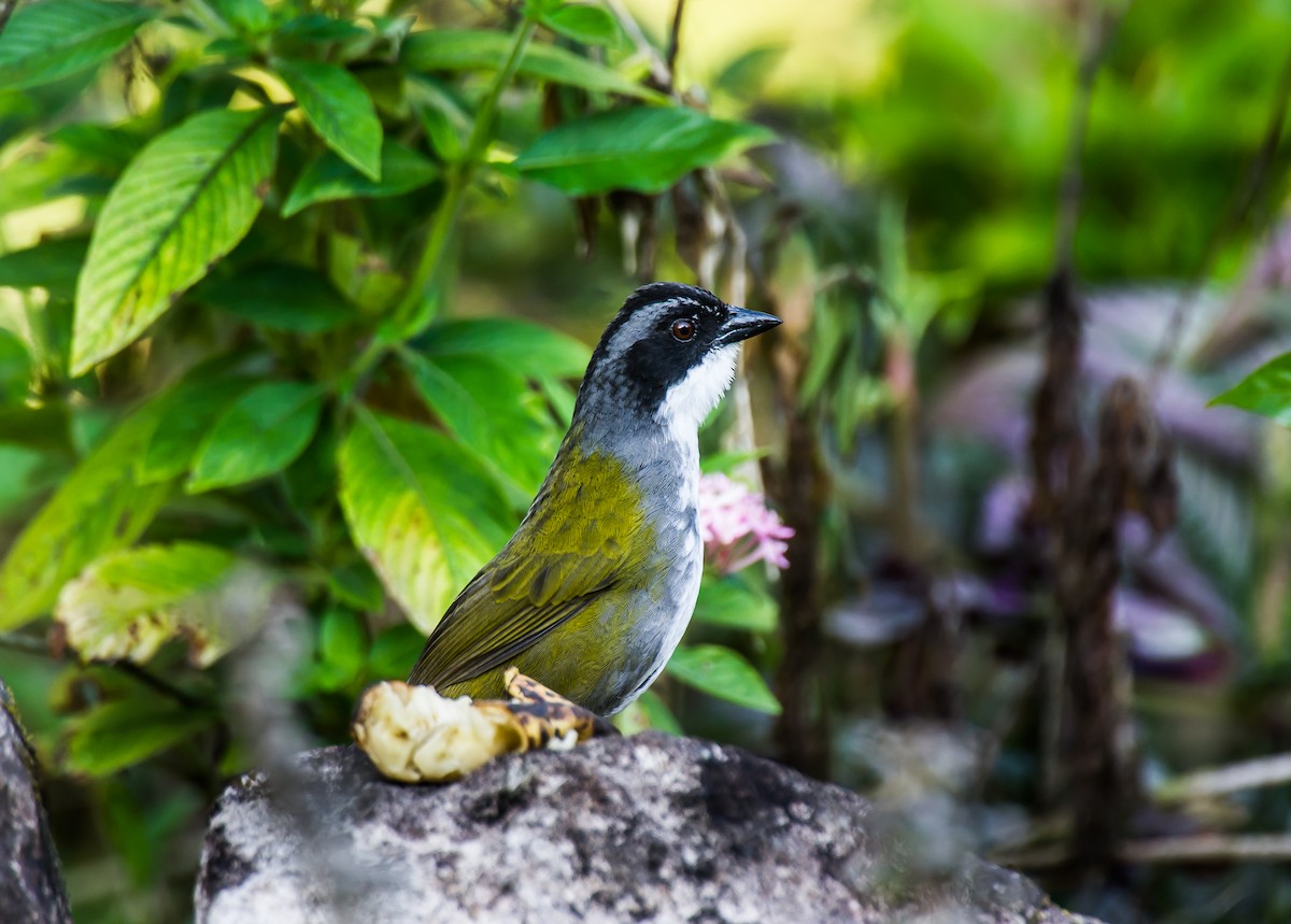 Costa Rican Brushfinch - ML635746315