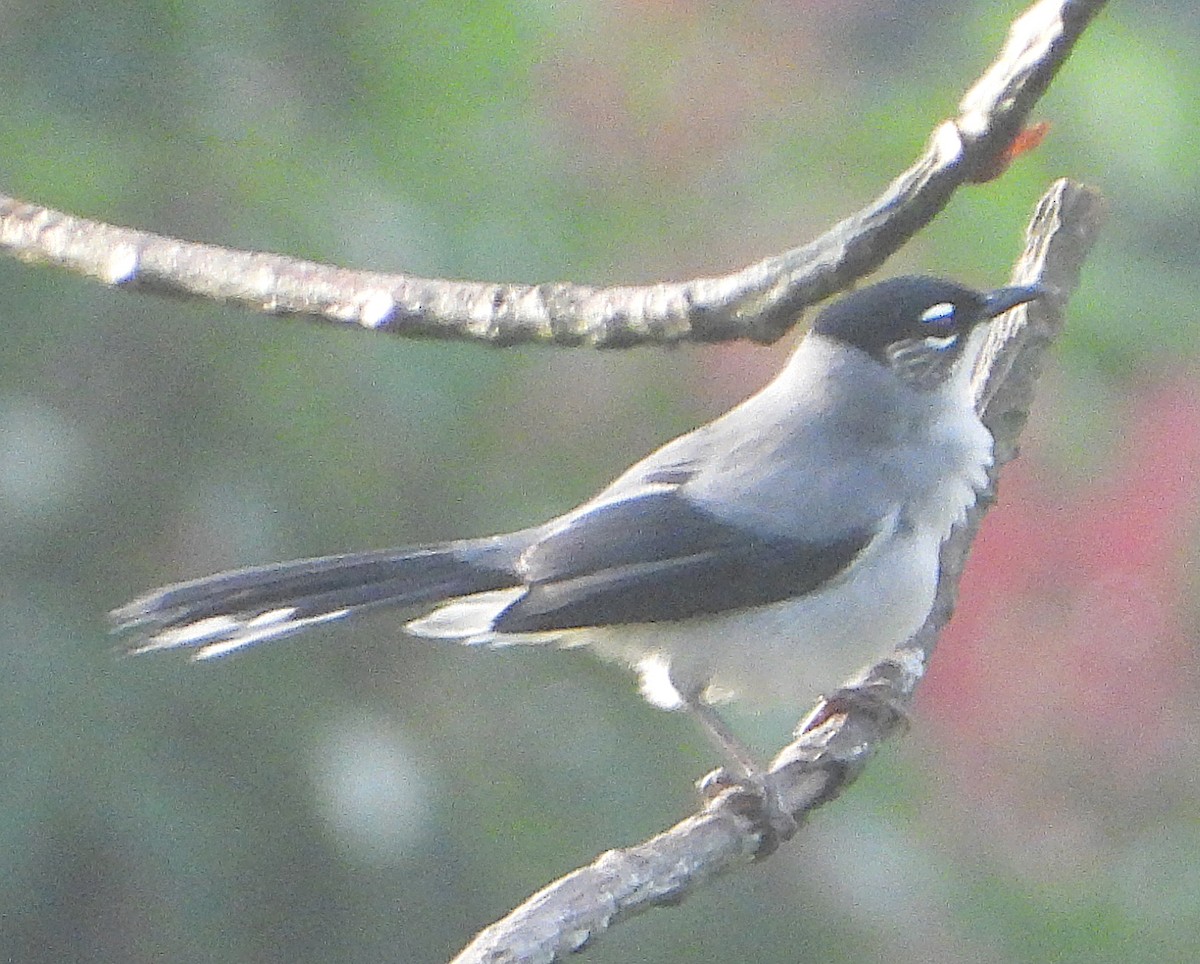 Black-headed Sibia (Lang Bian) - ML635746411