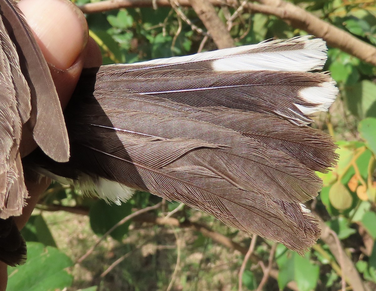 Cabanis's Bunting - ML635746481