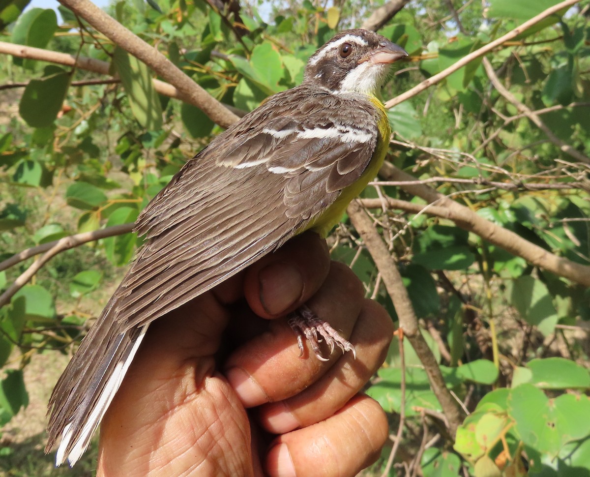 Cabanis's Bunting - ML635746483