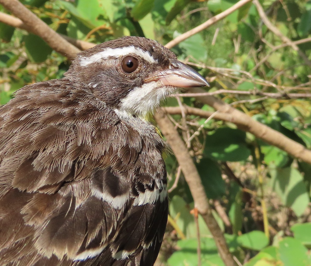 Cabanis's Bunting - ML635746490
