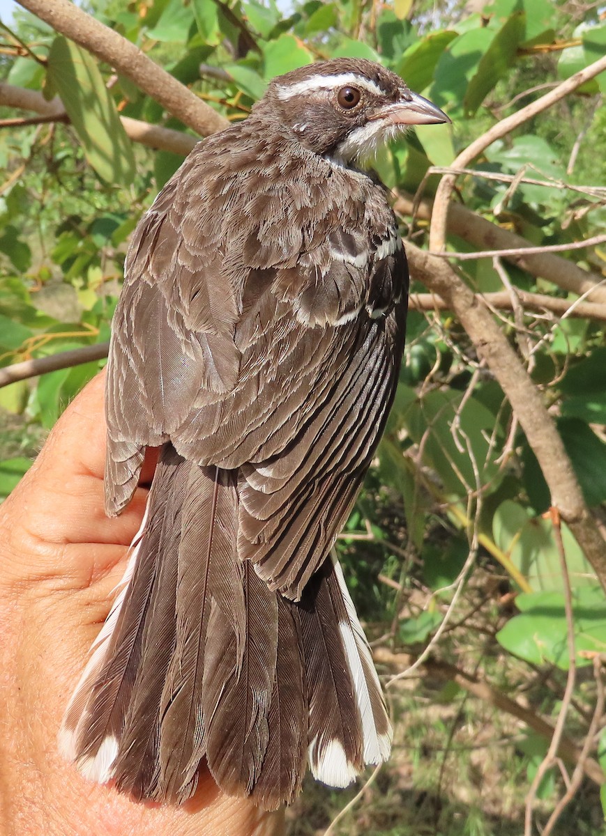 Cabanis's Bunting - ML635746492