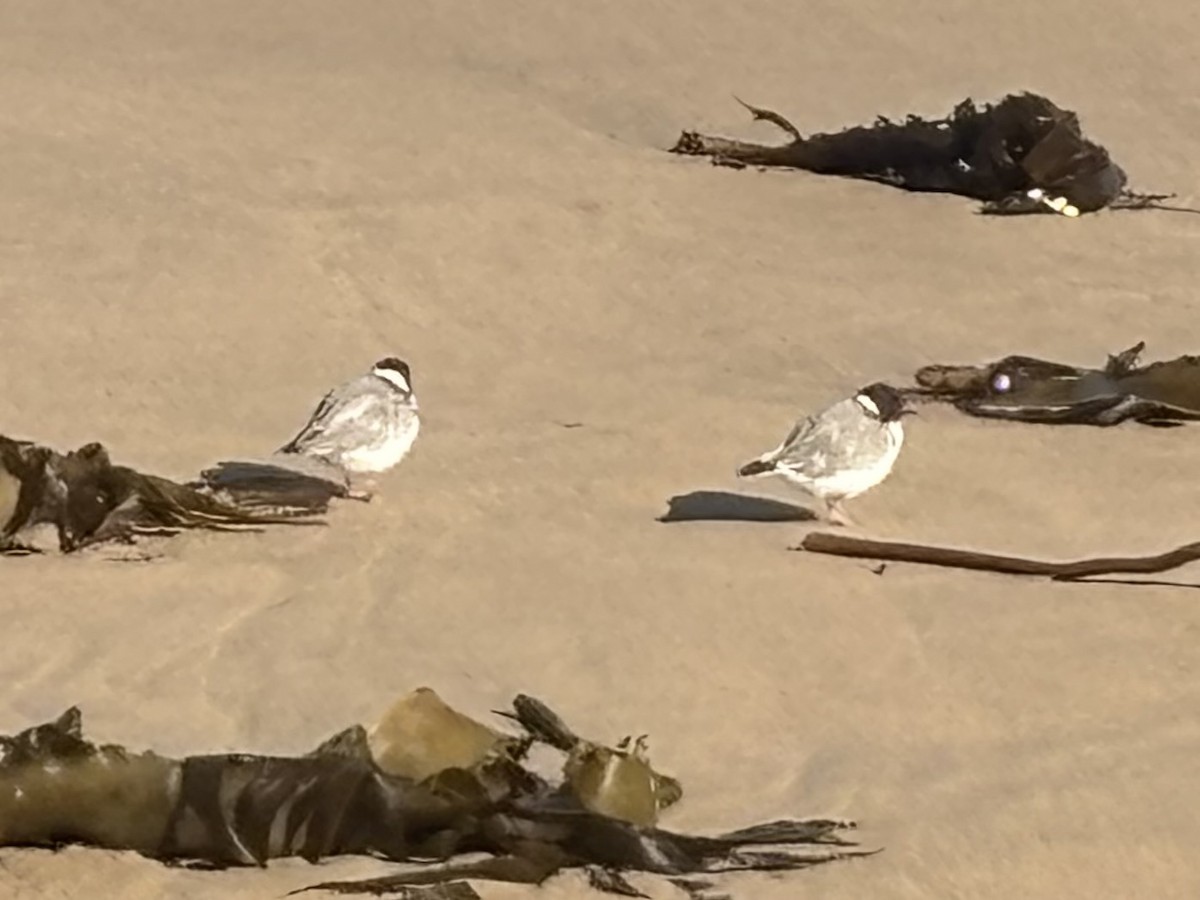 Hooded Plover - ML635746506