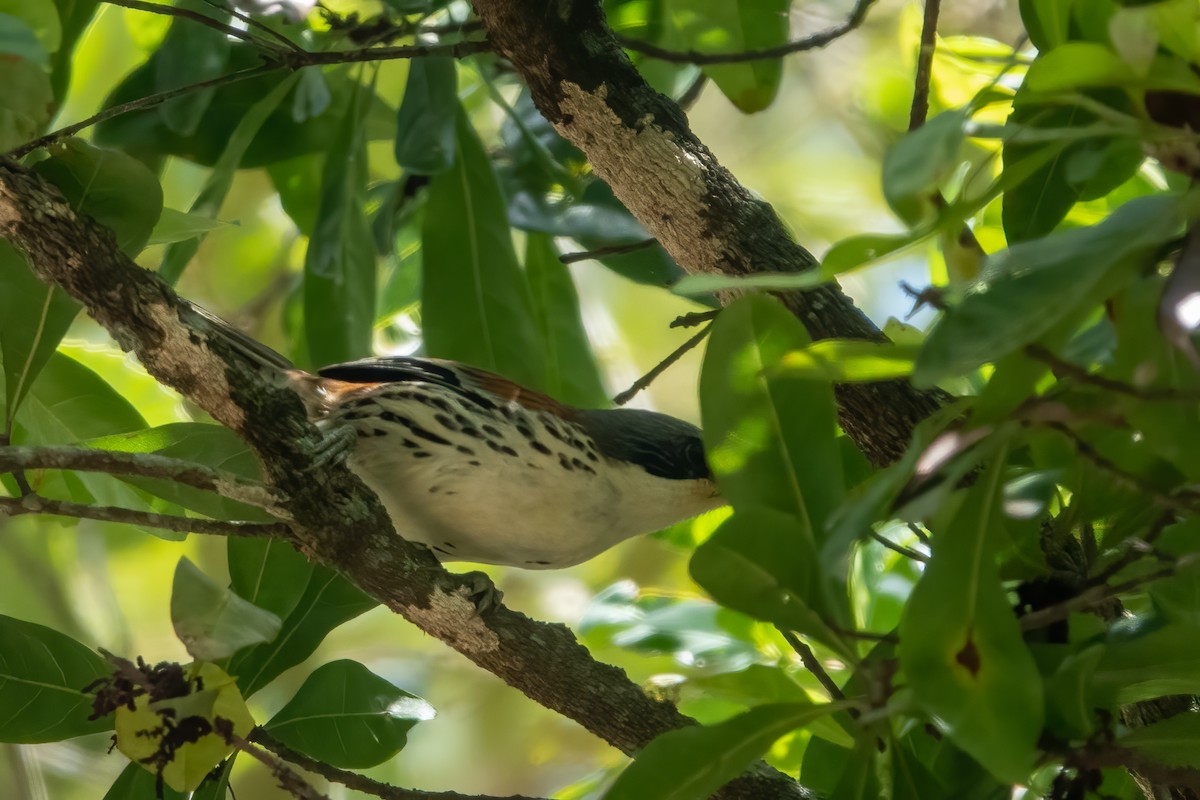 Crocias du Langbian - ML635746630