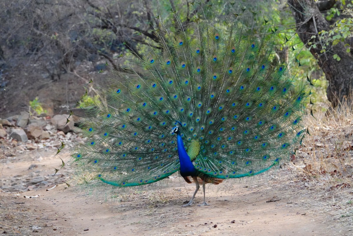 Indian Peafowl - ML635746669