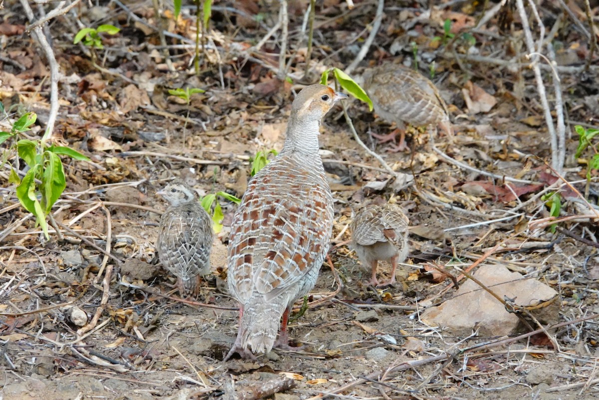 Gray Francolin - ML635746678