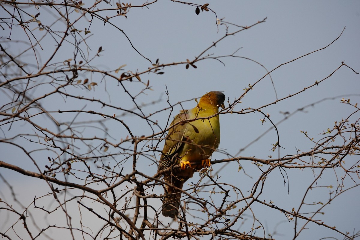 Yellow-footed Green-Pigeon - ML635746680