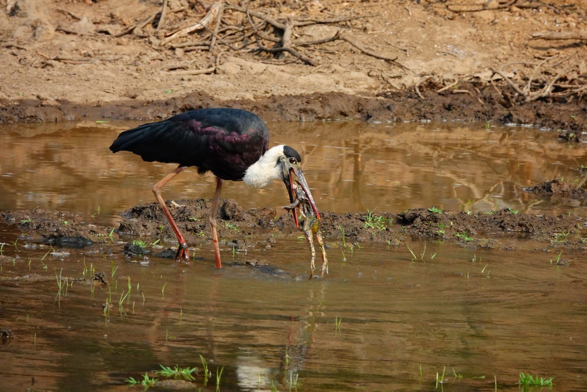Asian Woolly-necked Stork - ML635746682