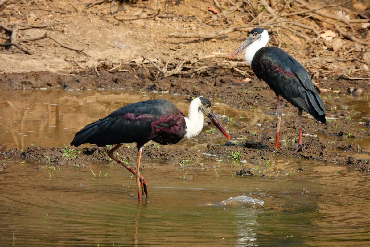 Asian Woolly-necked Stork - ML635746685