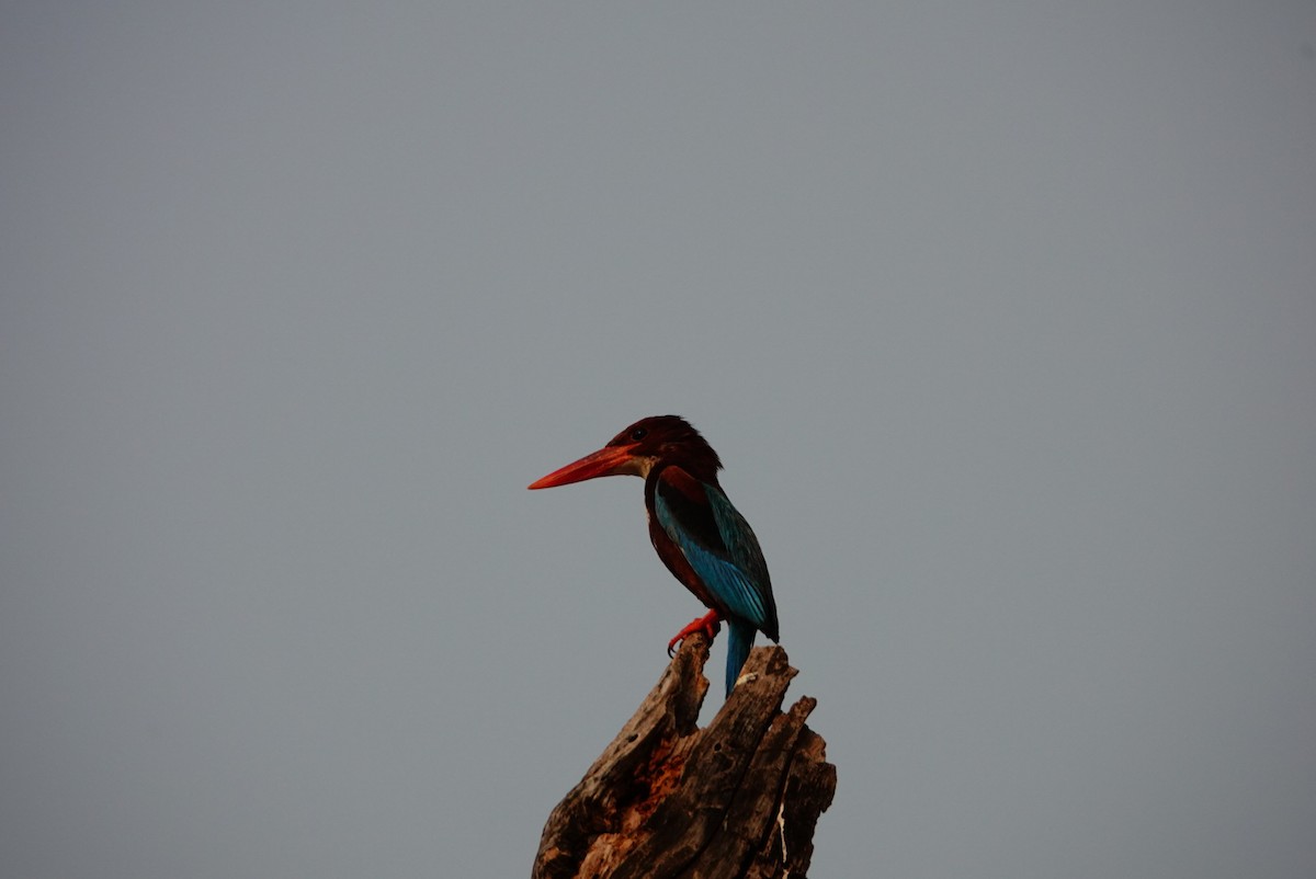 White-throated Kingfisher - ML635746687