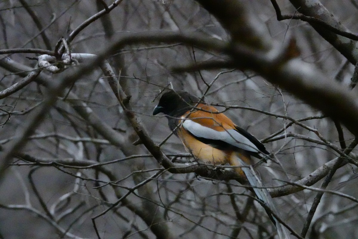 Rufous Treepie - ML635746689