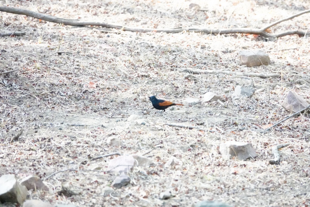Crested Bunting - ML635746691