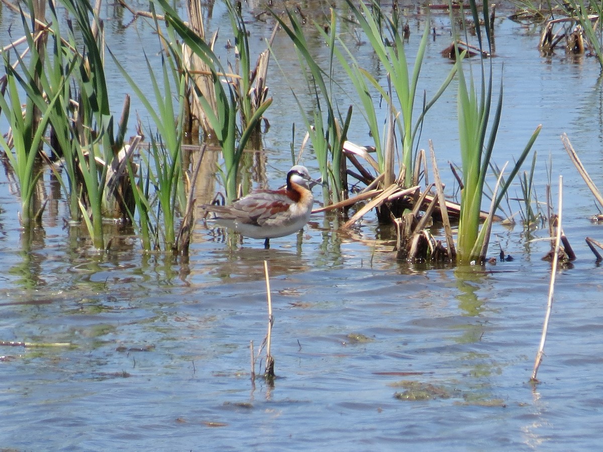 Wilson's Phalarope - ML635746776