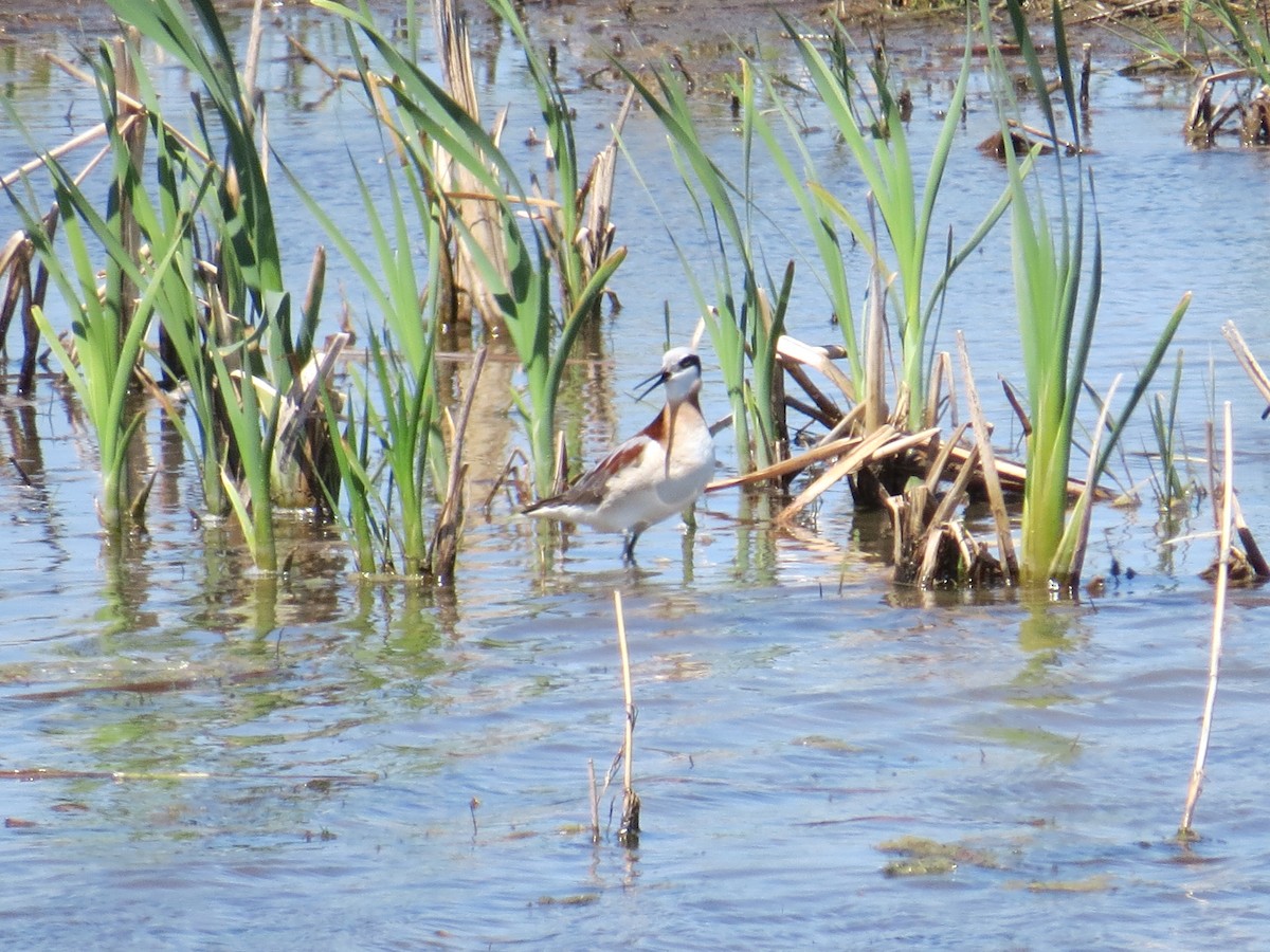 Wilson's Phalarope - ML635746777