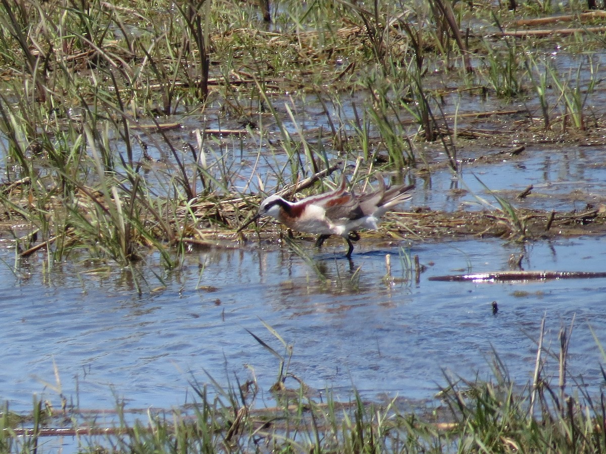 Wilson's Phalarope - ML635746778
