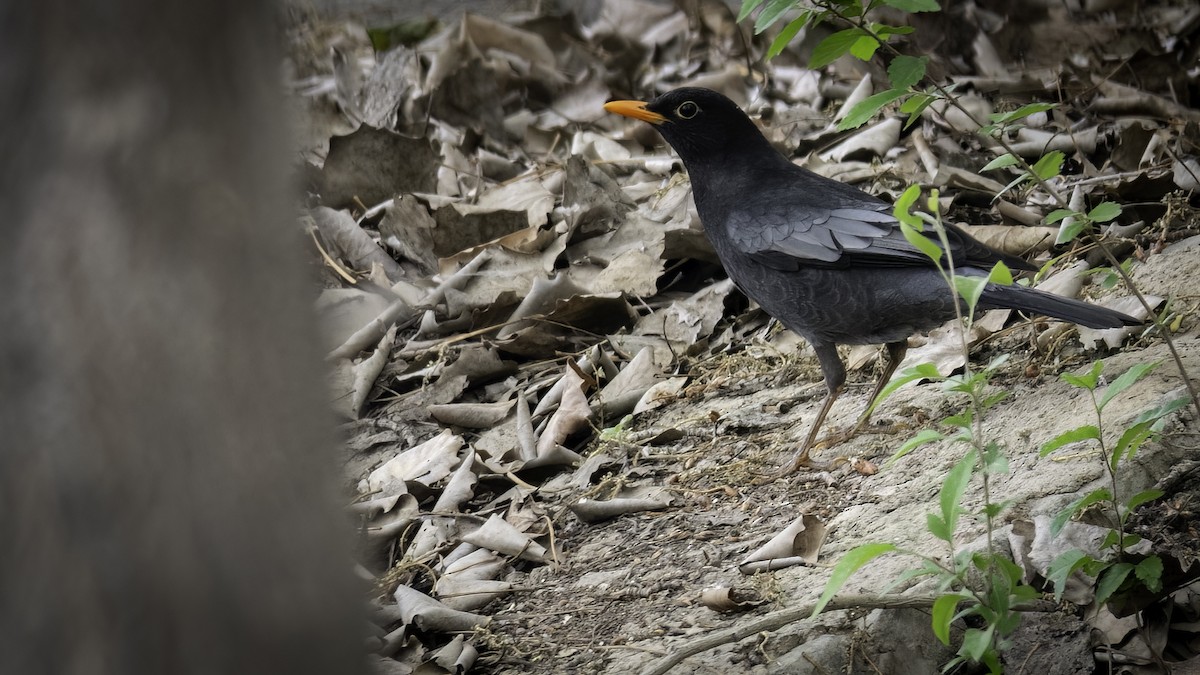 Gray-winged Blackbird - ML635746809