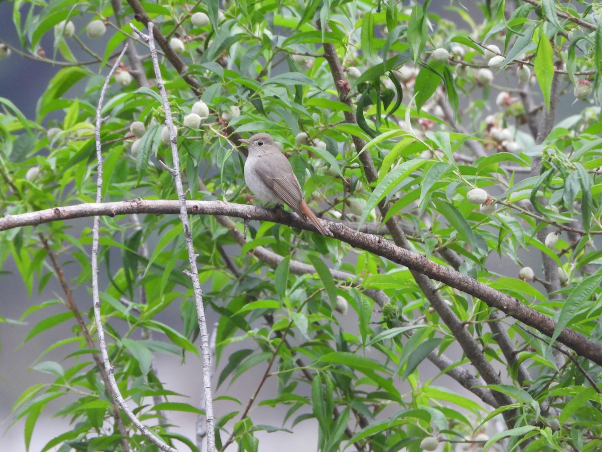 Rusty-tailed Flycatcher - ML635746811