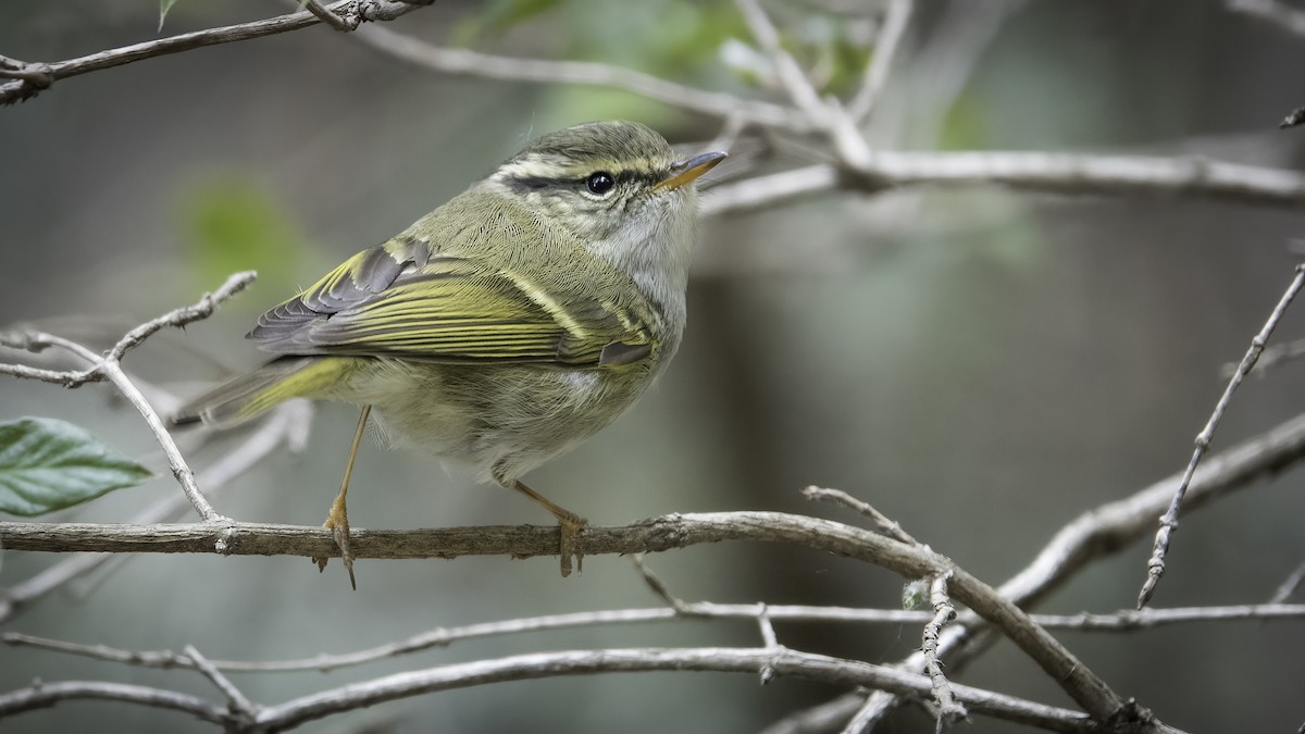 Gansu Leaf Warbler - ML635746841