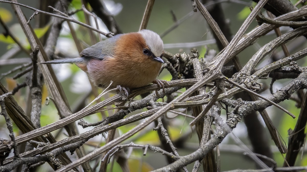Crested Tit-Warbler - ML635746845