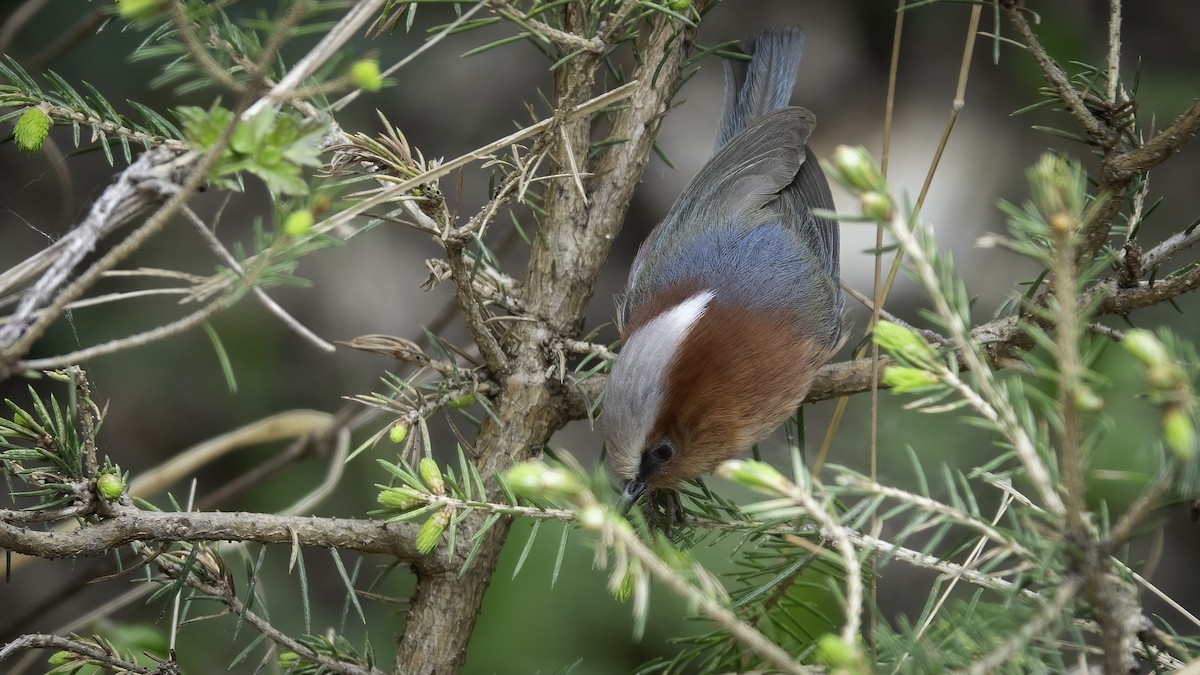Crested Tit-Warbler - ML635746846