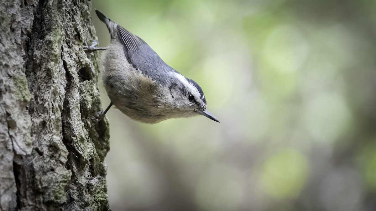 Snowy-browed Nuthatch - ML635746850