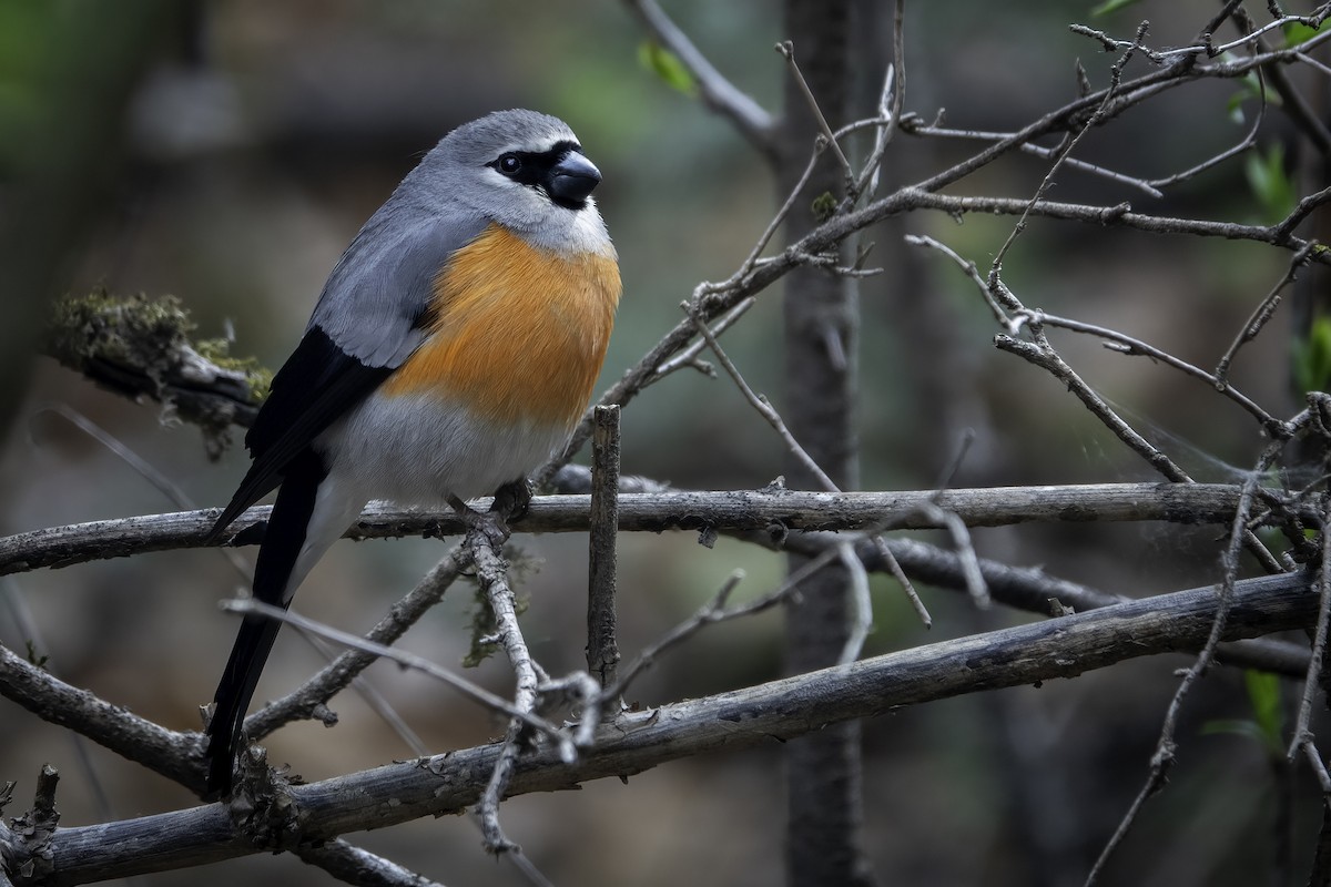 Gray-headed Bullfinch - ML635746862