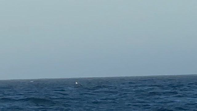 Albatros de Laysan - ML635746907