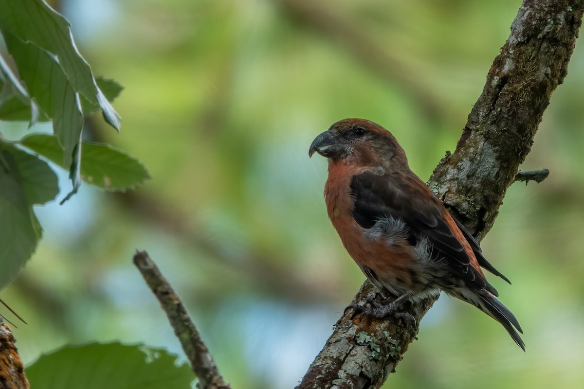 Red Crossbill (Dalat) - ML635746921