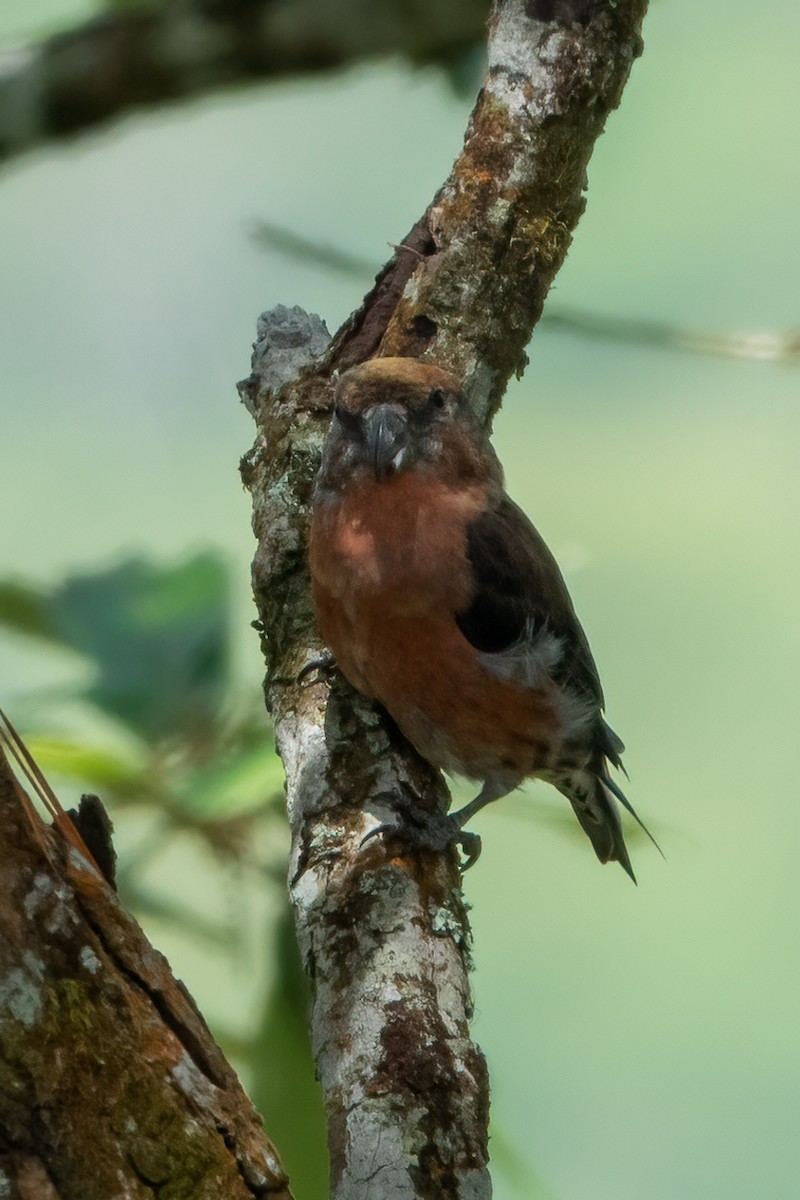 Red Crossbill (Dalat) - ML635746922