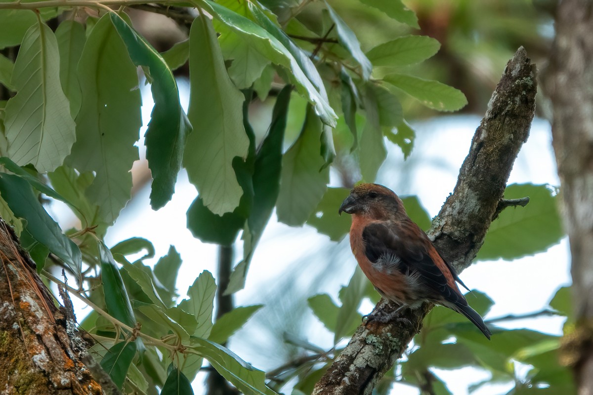 Red Crossbill (Dalat) - ML635746924