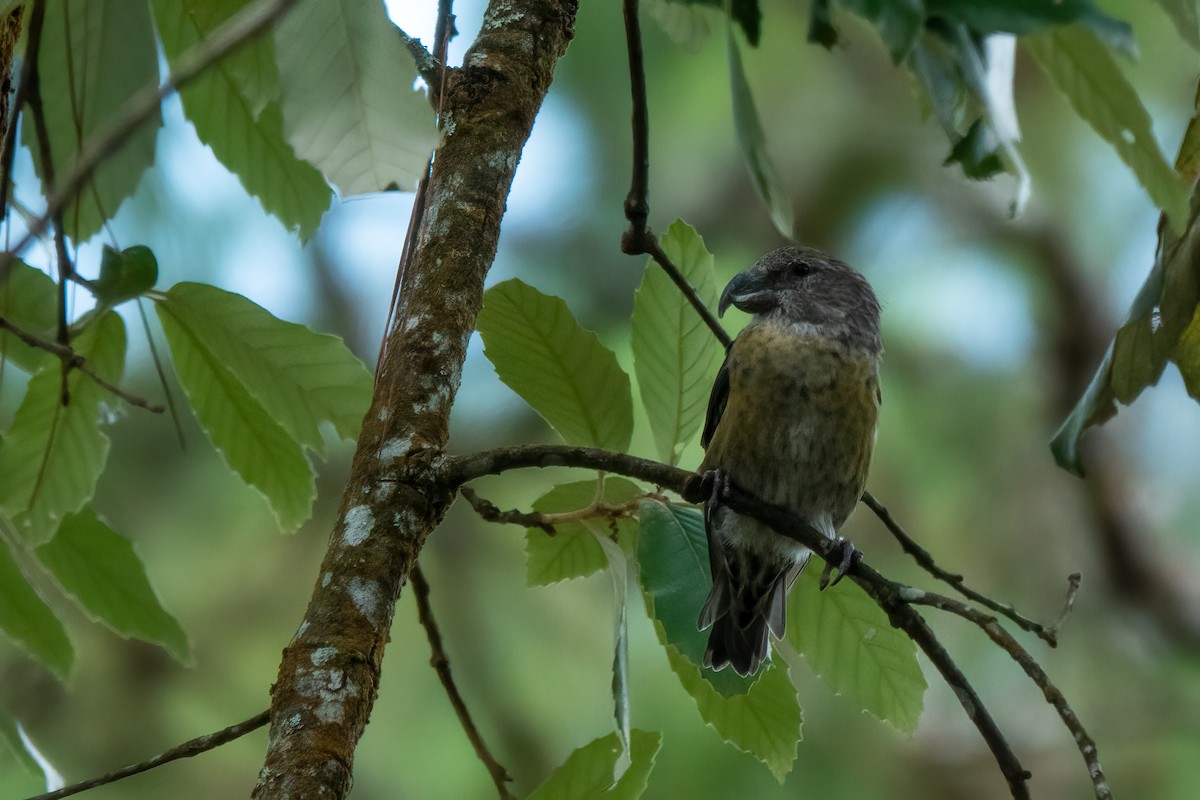 Red Crossbill (Dalat) - ML635746926
