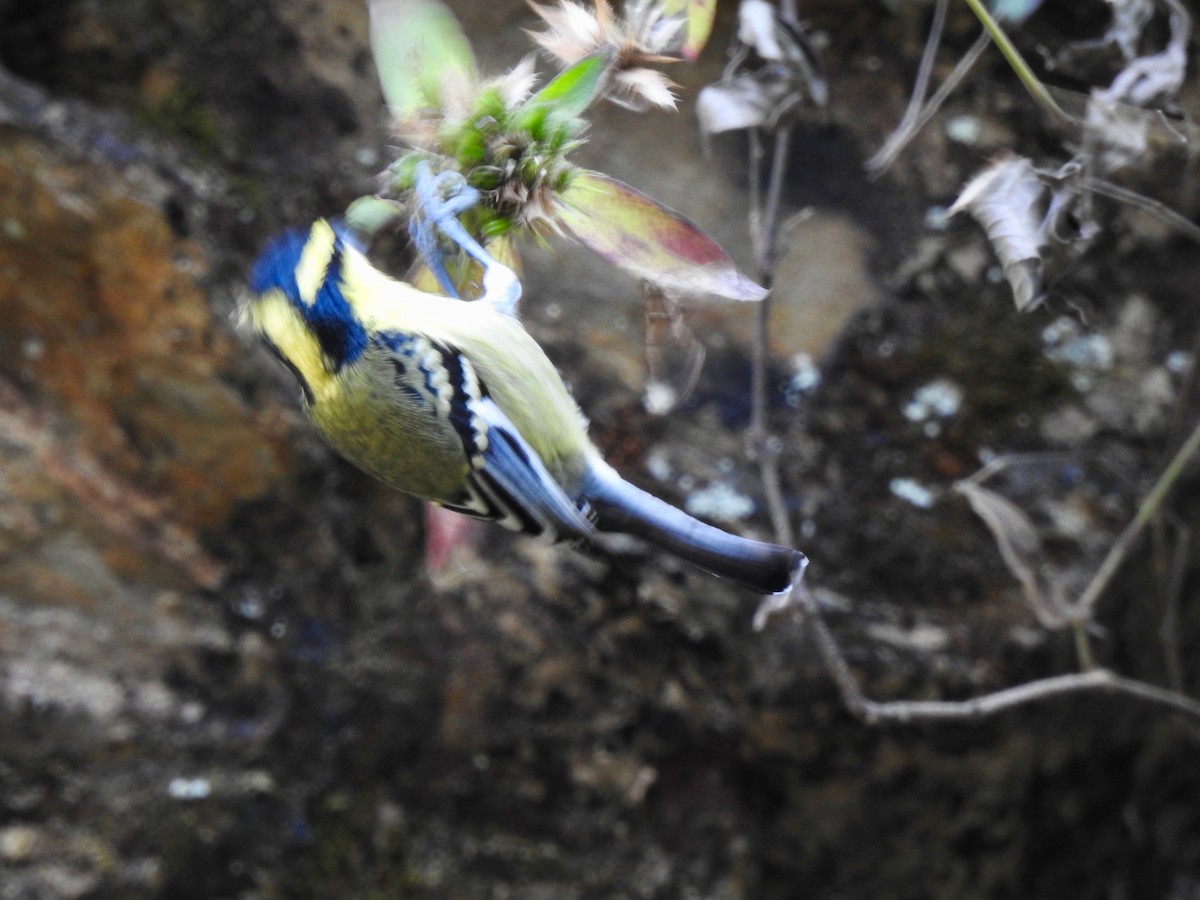Himalayan Black-lored Tit - ML635747020
