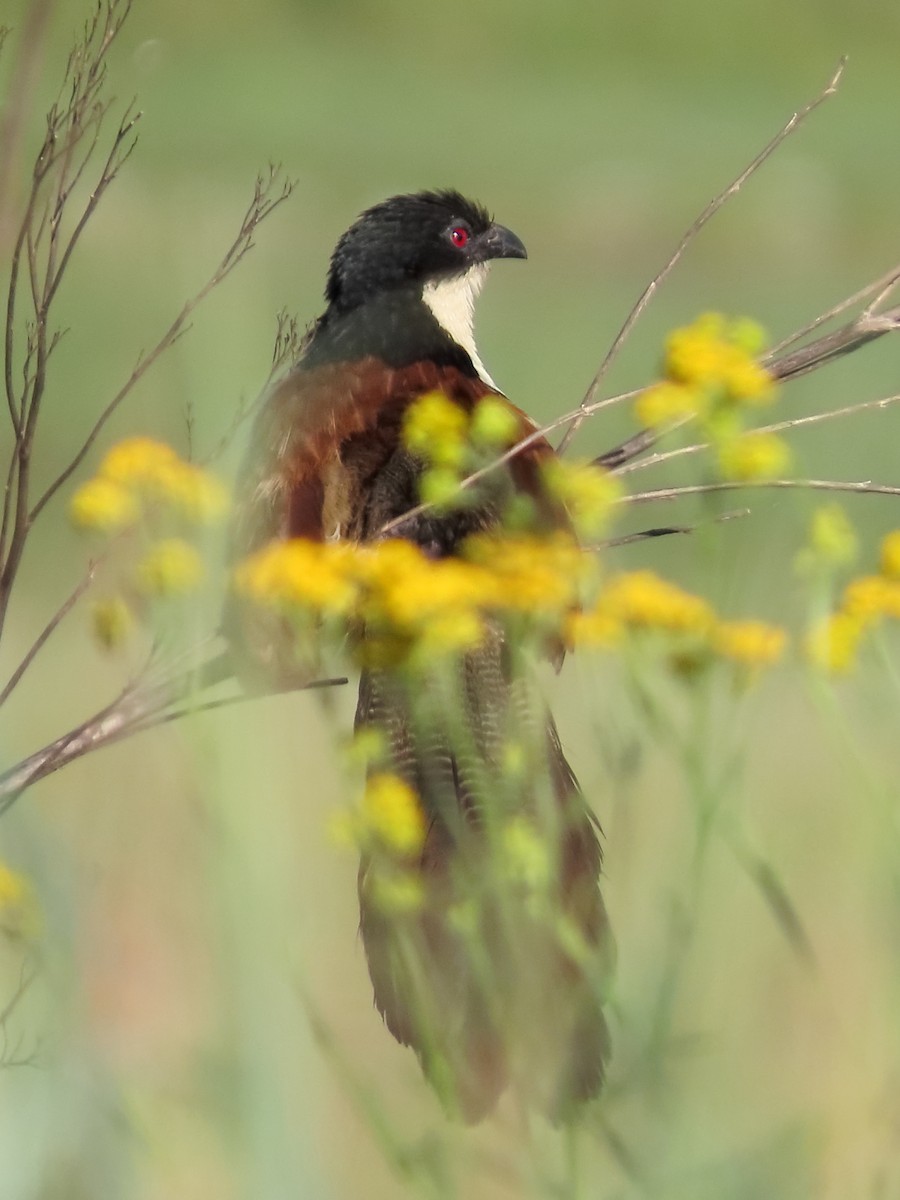 Burchell's Coucal - ML635747067