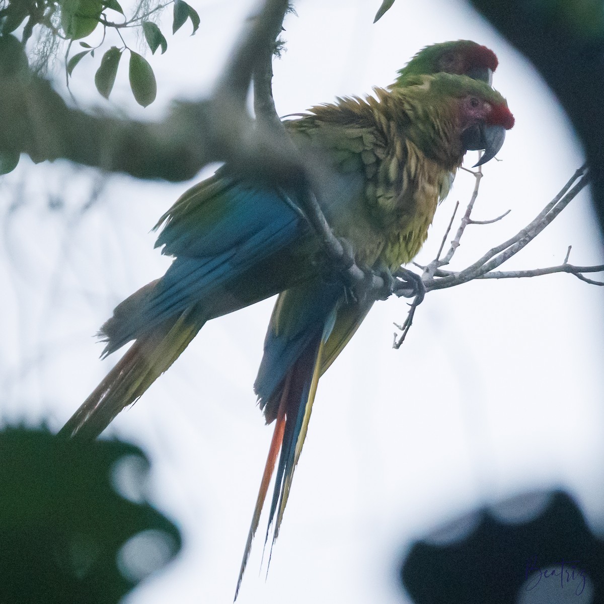 Military Macaw - ML635747216