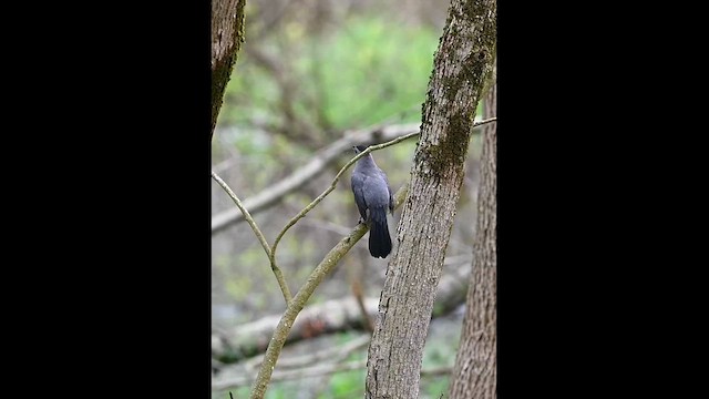 Gray Catbird - ML635747340