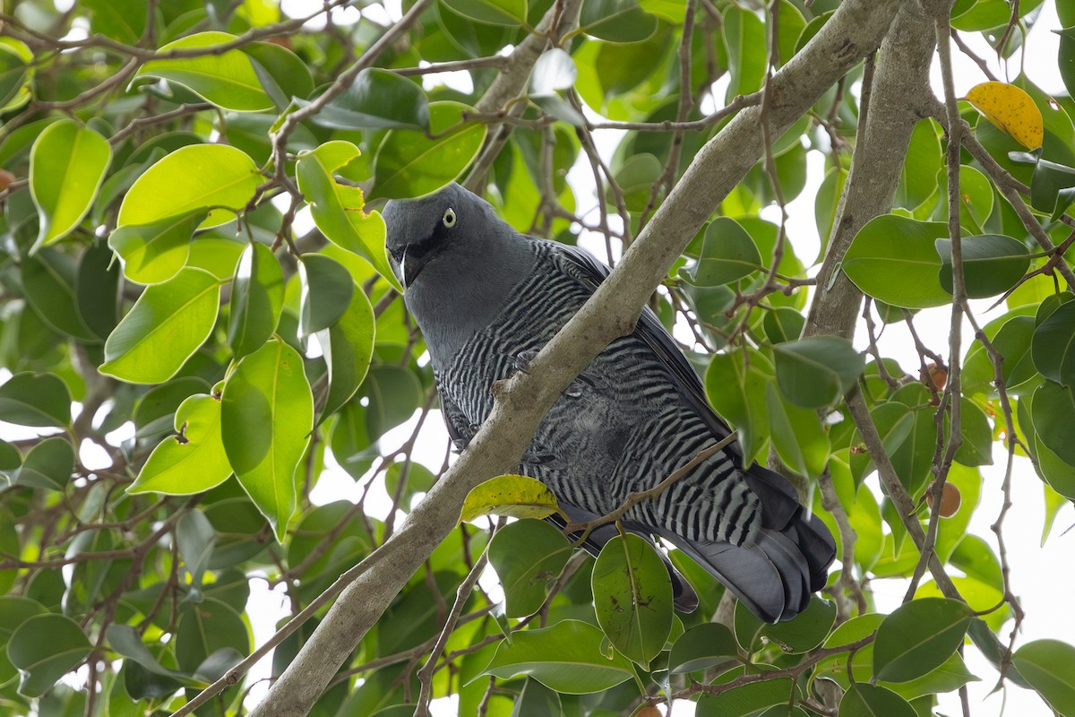 Barred Cuckooshrike - ML635747650