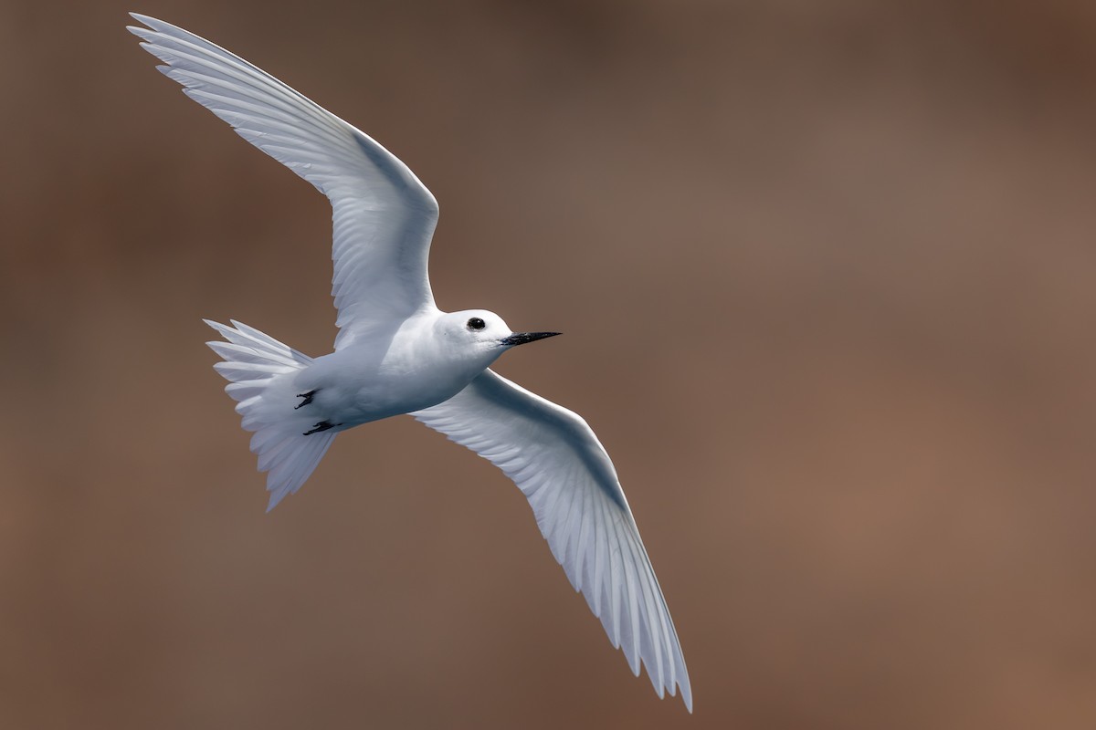 Atlantic White-Tern - Yann Muzika
