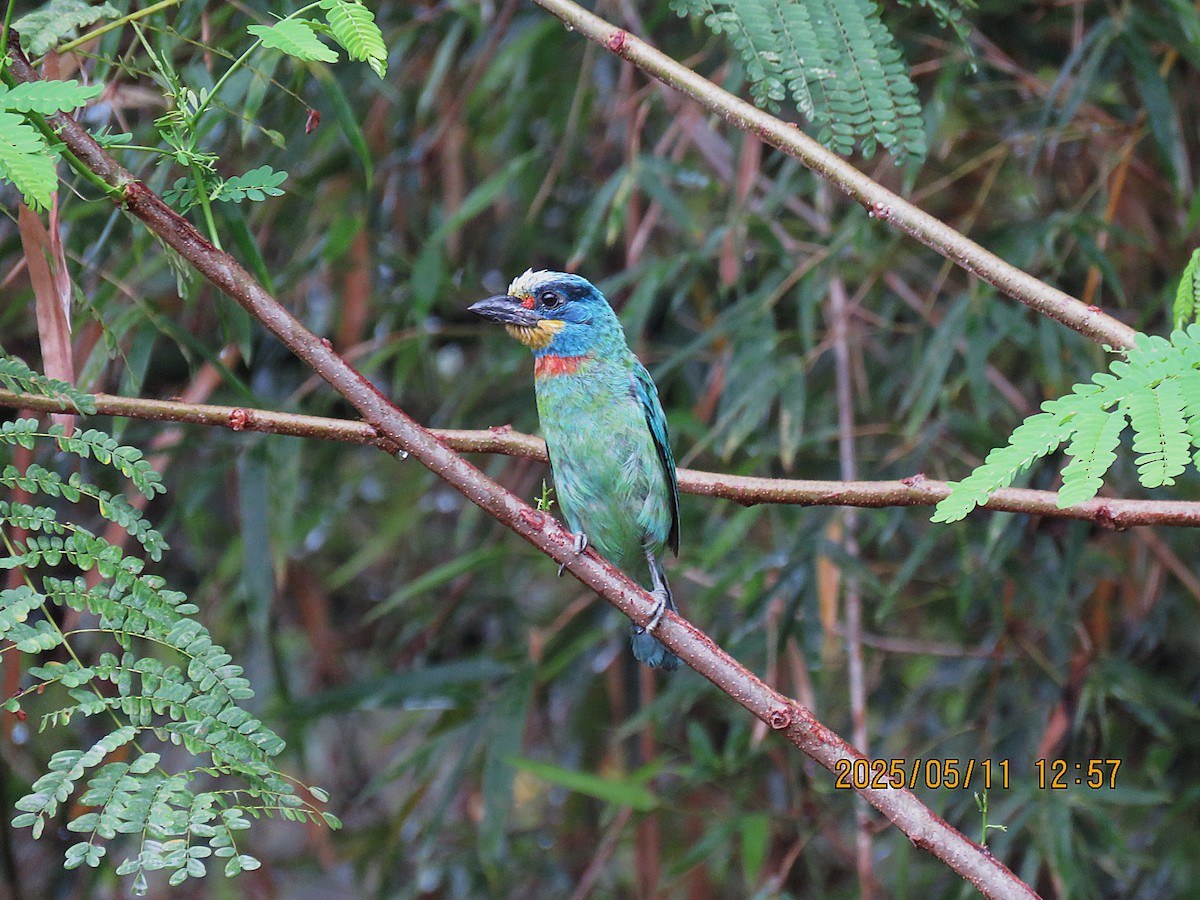 Barbu de Formose - ML635747703