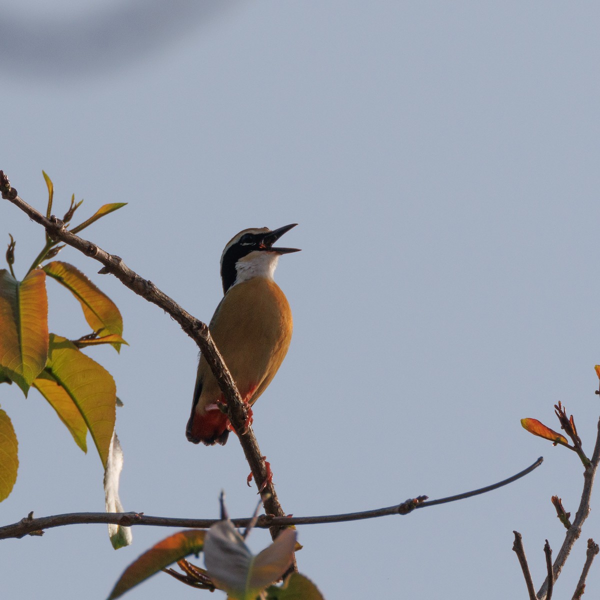 Indian Pitta - ML635747755