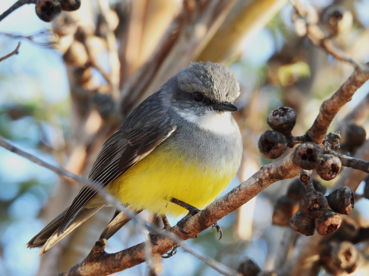 Western Yellow Robin - ML635747767